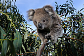 Australia, Victoria, Otway National Park, young koala (Phascolarctos cinereus)