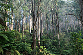 Australia, eucalyptus regnans (Eucalyptus regnans) and ferns