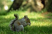 England,London,St.James Park,Grey Squirrel