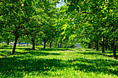 France, Aquitaine, Dordogne, walnut trees in orchard