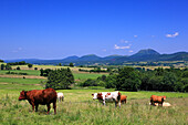 France, Auvergne, Puy de Dome, Chaine des Puys, landscape in summer, cows