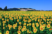 France, Auvergne, Puy de Dome, sunflowers field in summer