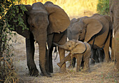 Kenya, Samburu N.R., elephant, loxodonta africana