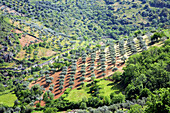 Portugal, Tras-os-Montes, olive grove, landscape