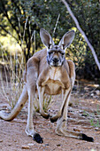 Red kangaroo (Macropus rufus), Central Australia, Australia