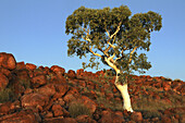 Ghost Gum (Corymbia papuana) in granite boulders of Devils Marbles, Karlu Karlu Conservation Reserve,  Northern Territory, Australia