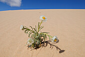 Poached Egg Daisy (Polycalymma stuartii) on sand dune, Mungo National Park, New South Wales, Australia