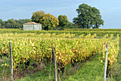 France, Poitou-Charentes, Charente, Fleurac, Cognac vineyards