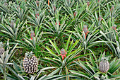 Azores, S. Miguel island, Faja da Baixo, pineapple greenhouse cultivation