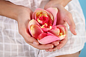 Hands of a oung woman holding roses ptals