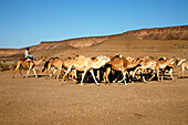 Africa, Maghreb, North africa, Mauritania, Adrar area, Azougui valley, nomad
