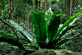 Australia, Queensland, Eungella National Park, bird's nest fern (Asplenium australasicum)