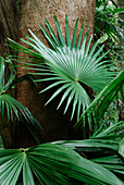 Australia, Queensland, Eungella National Park, Alexandra palm (Archontophoenix alexandrae)