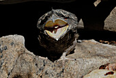 Australia, Queensland, Tawny Frogmouth (Podargus strigoides)