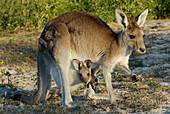 Australia, Queensland, Burrum Coast National Park, Eastern Gray Kangaroo (Macropus giganteus)