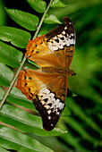 Australia, Queensland, butterfly