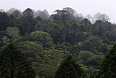 Australia, Queensland, Bunya Mountains National Park, bunya pines (Araucaria bidwillii)