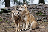 Germany, Bavarian forest national park, eurasian wolves (Canis lupus)
