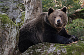 Germany, Bavarian forest national park, brown bear (Ursus arctos arctos)