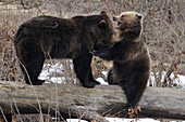 Germany, Bavarian forest national park, brown bears (Ursus arctos arctos)