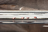 Chile, San Pedro de Atacama, Laguna de Aguas Calientes, flamingos