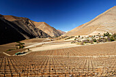Chile, Atacama district, vineyards in Pisco Elqui valley