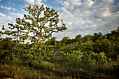 Post Oak Tree, Wildcat Glades Conservation and Audubon Center, Joplin, Missouri, USA