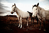 Wild Horses, Monument Valley, Utah, USA