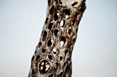 Dried Cholla Cactus, Close-Up