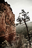 Rock Wall and Tree, Grand Canyon, Arizona, USA