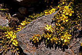 Guinea flower, Walls of Jerusalem National Park, UNESCO World Nature Site, Tasmania, Australia