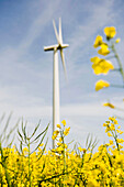 Erneuerbare Energie, Windpark im Rapsfeld, Schleswig Holstein, Deutschland, Europa