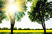 Renewable energies, rape field in the sunlight, Schleswig Holstein, Germany, Europe