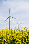 Erneuerbare Energie, Windpark im Rapsfeld, Schleswig Holstein, Deutschland, Europa