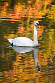 Mute Swan in a lake in autumn, Bavaria, Germany, Europe