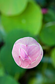 Nahaufnahme einer geschlossenen Lotusblüte, Khao Lak, Andamanensee, Thailand