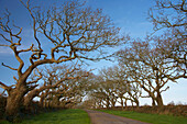 Tree lined road of Chateau de Kergroades, Breles, Finistere, Bretagne, France, Europe
