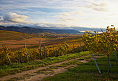 Blick vom Batzenberg auf Weinberge bei Kirchhofen, Burg Staufen, Schwarzwald, Herbst, Breisgau, Südschwarzwald, Schwarzwald, Baden-Württemberg, Deutschland, Europa