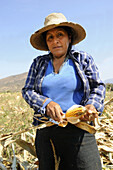 Woman harvesting corn Chaparri Chiclayo Lambayeque North Peru