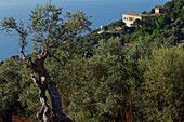 Son Marroig manor at the coast in the sunlight, Tramuntana mountains, Mallorca, Balearic Islands, Spain, Europe