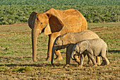 Elfant mit Jungtieren, Addo Elefanten Nationalpark, Ostkap, Südafrika, Afrika
