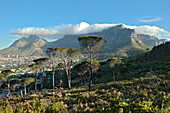 Der Tafelberg bei Südwestwind, Kapstadt, Südafrika, Afrika