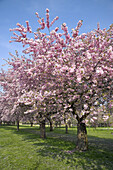 Blühende Kirschbäume in Baden-Württemberg, Deutschland