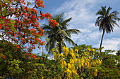 Blühender Mimosenbaum und Goldregen, Ilha de Paquetá, Insel und Stadteil von Rio de Janeiro in der Guanabara Bucht, Bundestaat Rio de Janeiro, Brasilien, Südamerika, Amerika