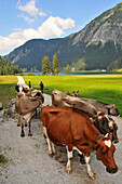 Kühe auf einem Weg am Vilsalpsee im Tannheimer Tal, Ausserfern, Tirol, Österreich, Europa