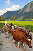 Cows on a road at lake Vilsalp in the Tannheim valley, Ausserfern, Tyrol, Austria, Europe