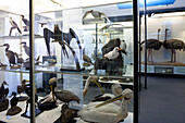 Senckenberg-Museum, Vogelsaal mit der klassisch didaktischen Ausstellung zur Vielfalt der Vögel, Vitrine mit den so genannten Ruderfüßern (Pelicaniformes), deren Zehen durch Schwimmhäute miteinander verbunden sind. Unten im Bild ein Brau- und ein Krauskop