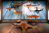 Senckenberg-Museum, Blick auf die Wand mit den Haien. Im Vordergrund der Sägefisch (hier: Pristis microdon), Frankfurt am Main, Hessen, Deutschland, Europa