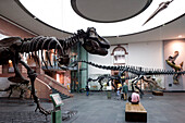Senckenberg-Museum, Blick in den Sauriersaal (Erdgeschoss) mit dem Tyrannosaurus rex im Vordergrund. Dahinter das mächtige Originalskelett des Diplodocus longus, Frankfurt am Main, Hessen, Deutschland, Europa
