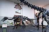 Senckenberg-Museum, Blick in den Sauriersaal (Erdgeschoss). Iguanodon bernissartensis (Leguanzahn), Frankfurt am Main, Hessen, Deutschland, Europa